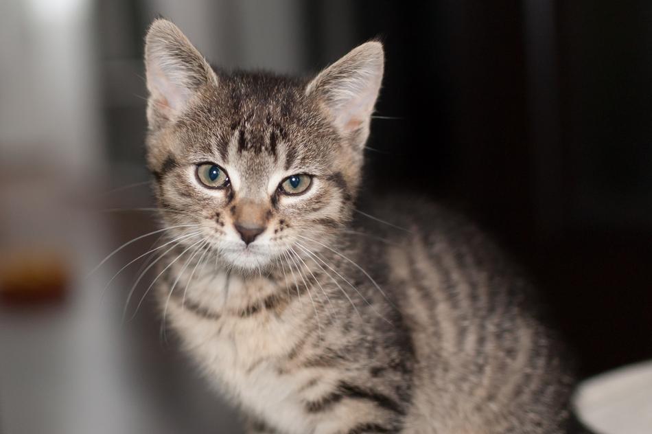 Cat Animal Kitten Domestic