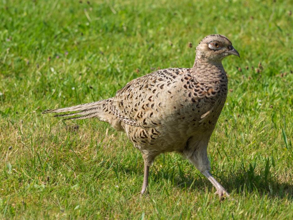 impressively beautiful Pheasant Hen Poultry