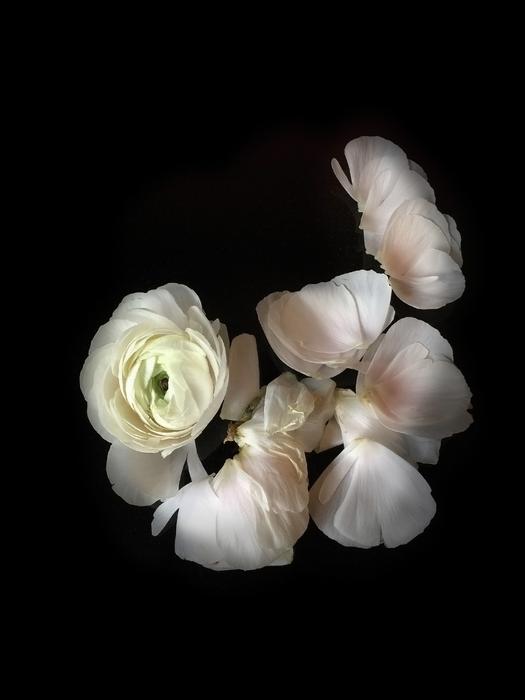 white rosebud sprinkled with petals