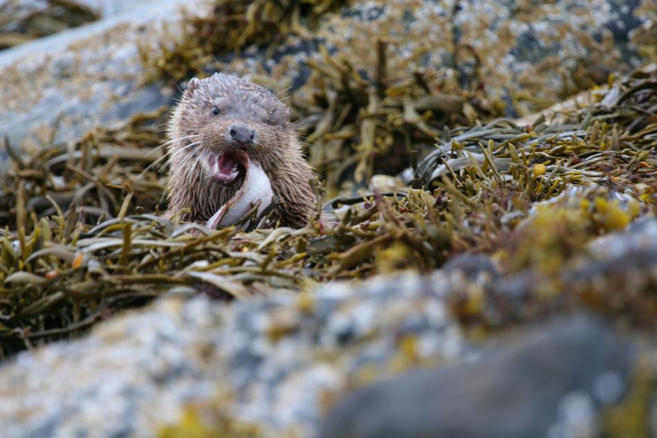 Otter Eat