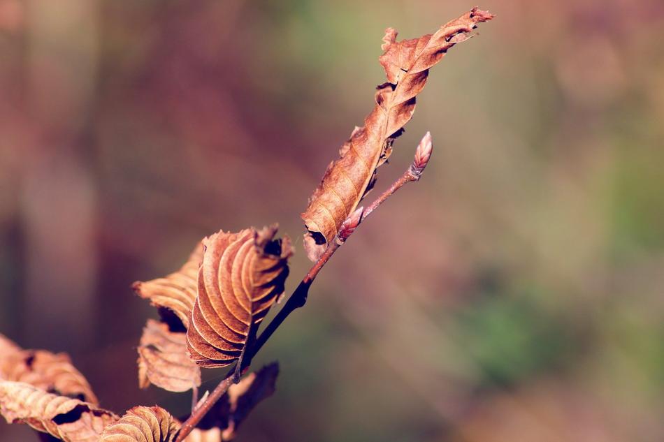 a dry leaf on a branch