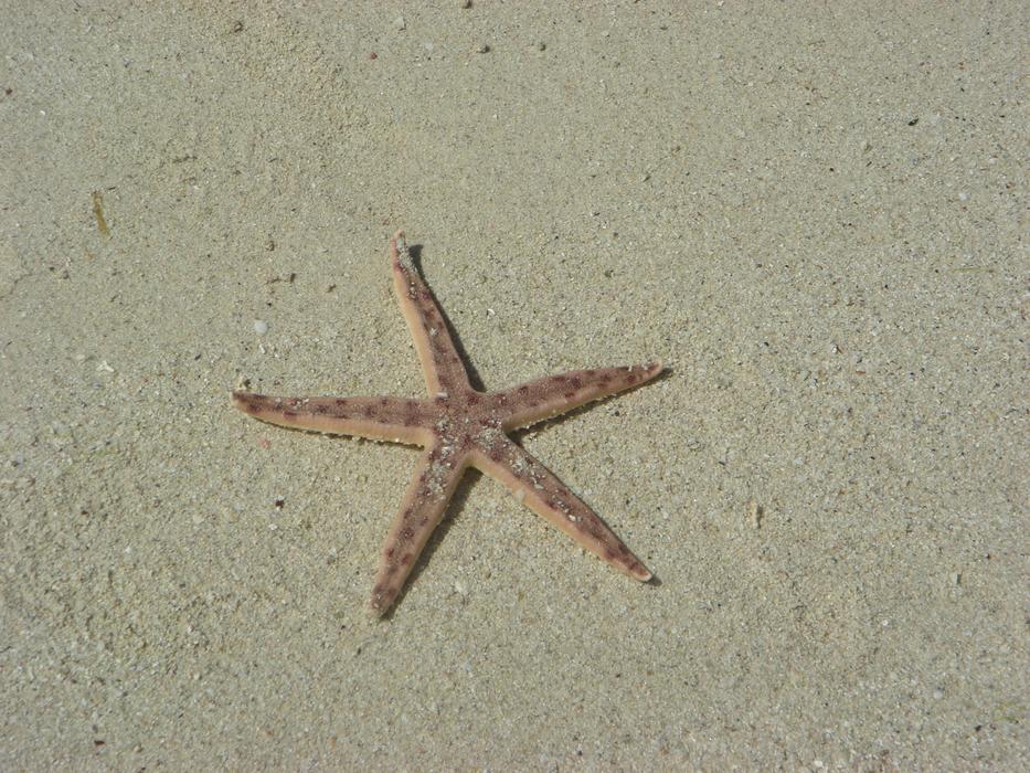 starfish on the beach wet