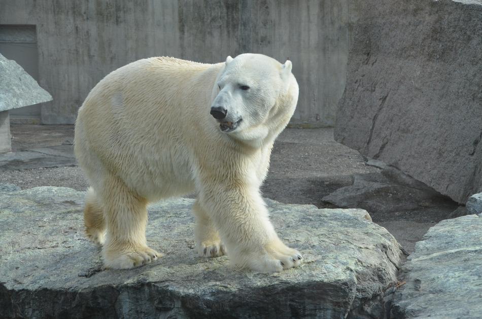 Polar Bear Zoo