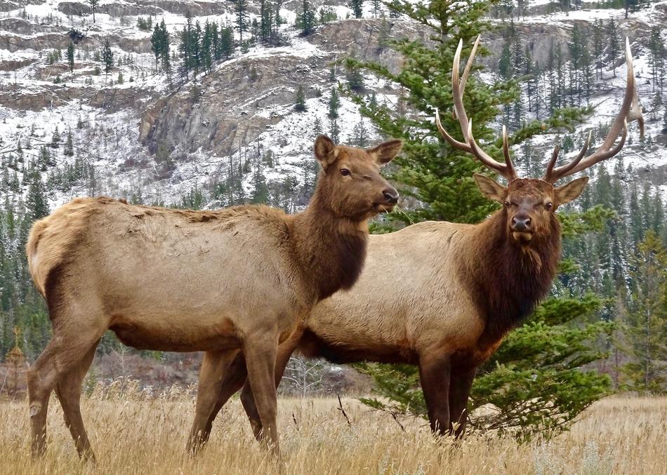 a couple of cute reindeer
