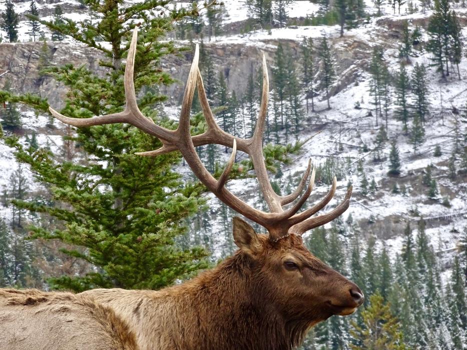 Stag Elk Antler