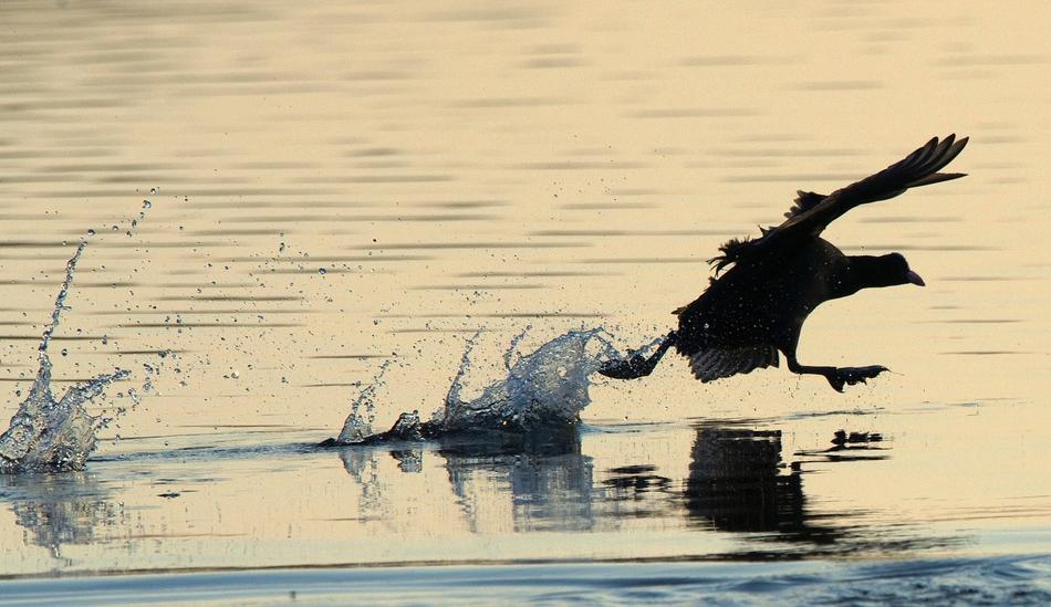 Coot Bird Water