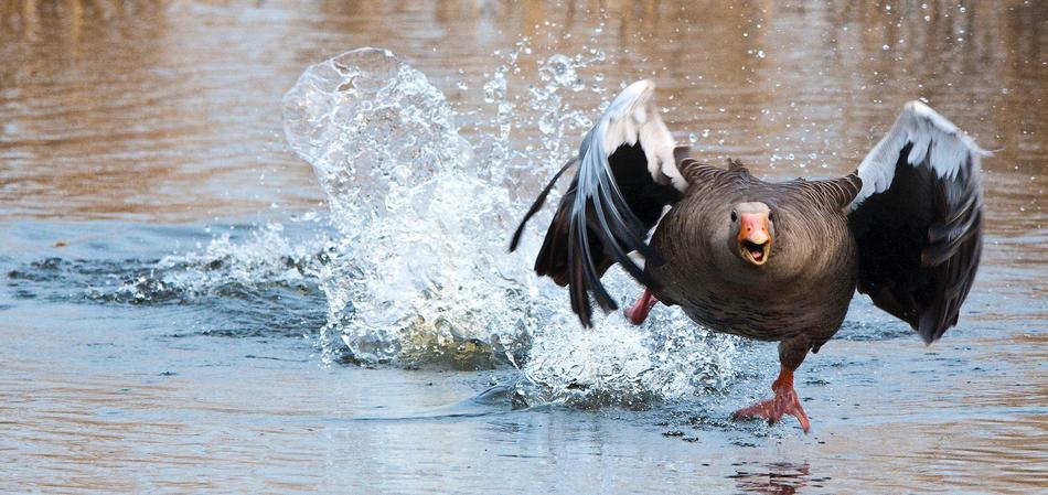 Greylag Goose Water Bird