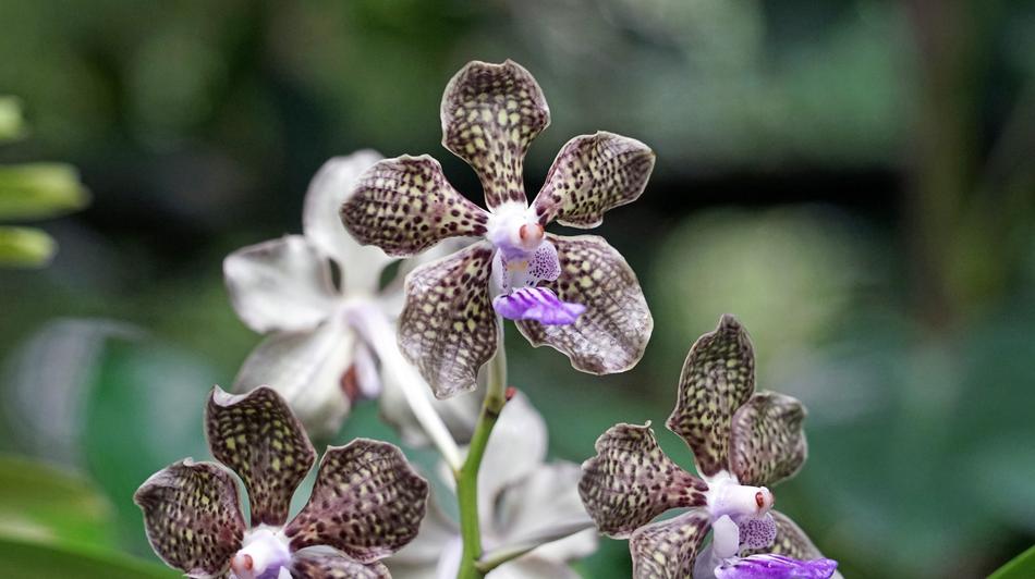 beautiful orchid in the garden