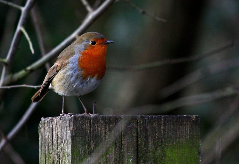impressively beautiful Robin Bird