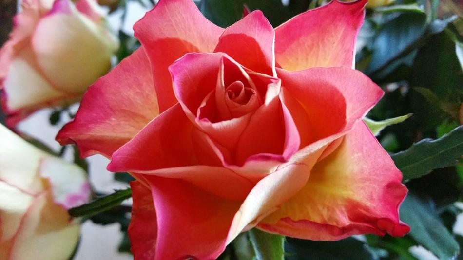 Rose Red Bi Color