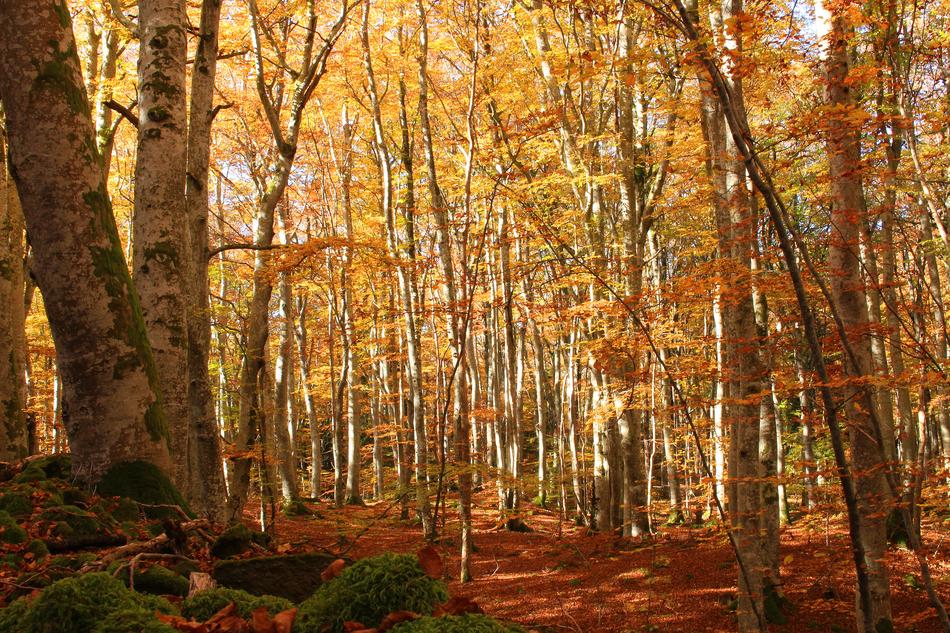 Fall Orange Wood Peace Of