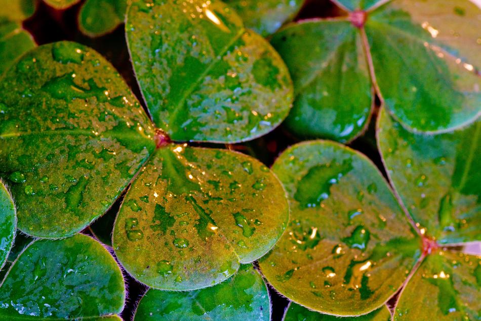Shamrocks Clover St Patrick'S Day