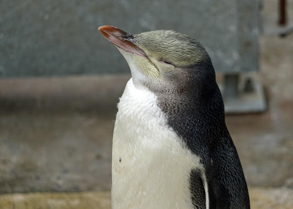 Yellow Eye Penguin New Zealand