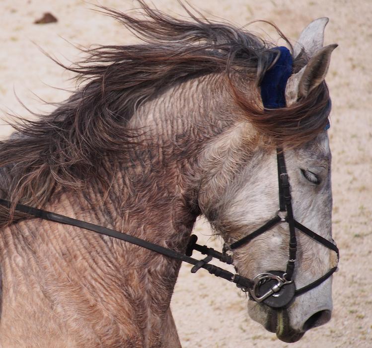 Animals Horse