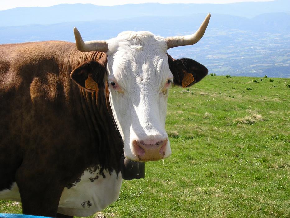 grazing cow in a meadow