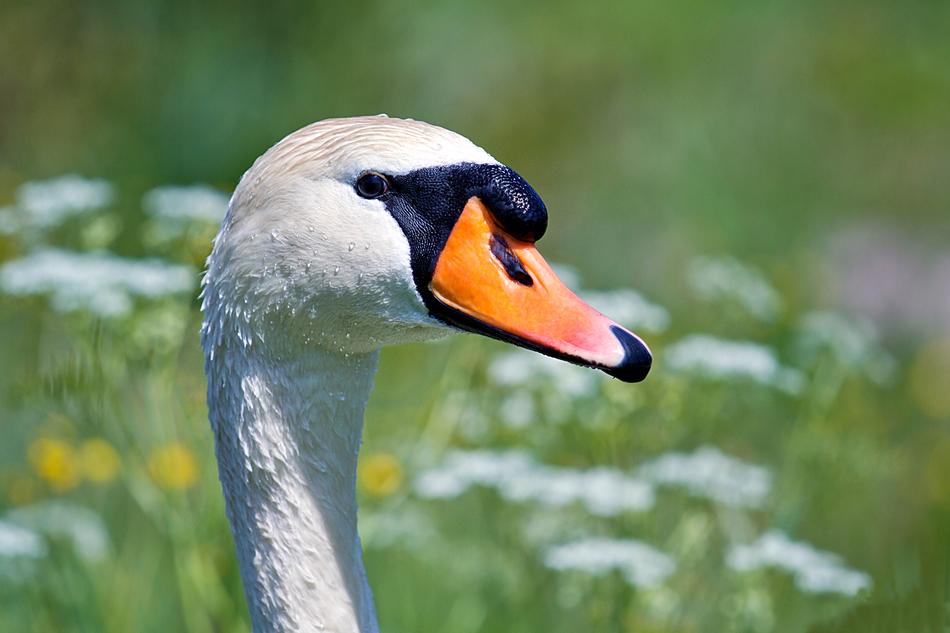 impressively beautiful Swan