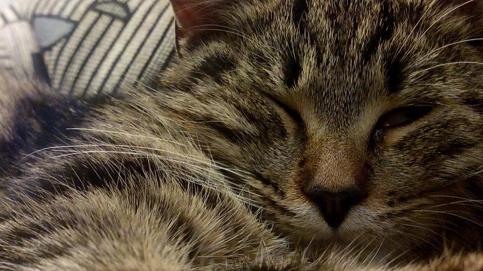 Cat Fur Domestic