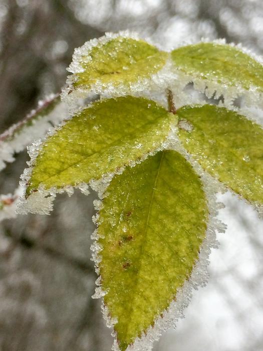 a magnificent leaf in ice