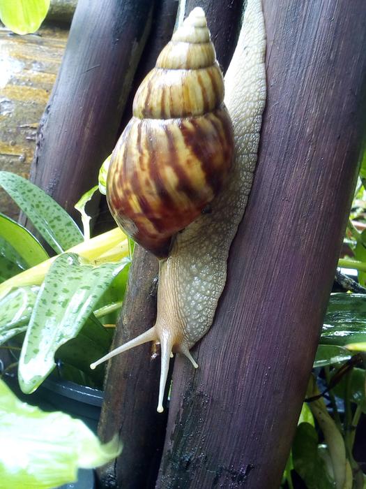 Snail Ramble Hooker Invertebrate