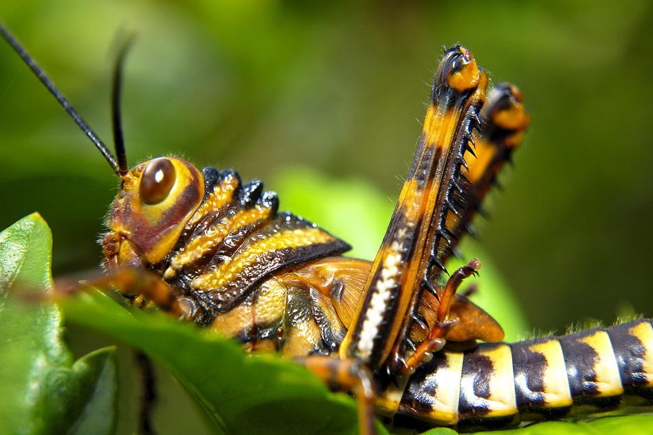 Grasshopper Ecuador