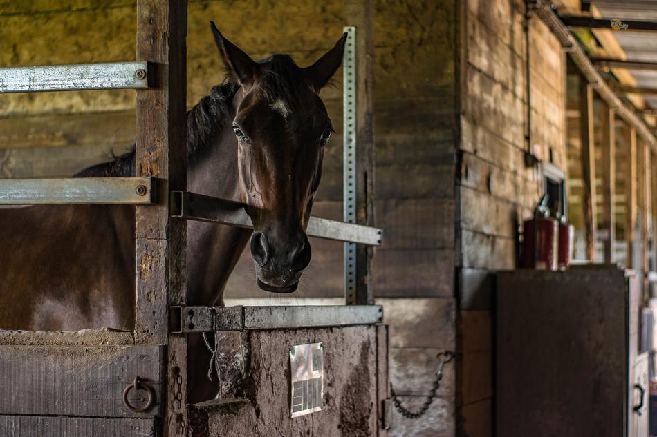 Horse Horses Animal Horseback
