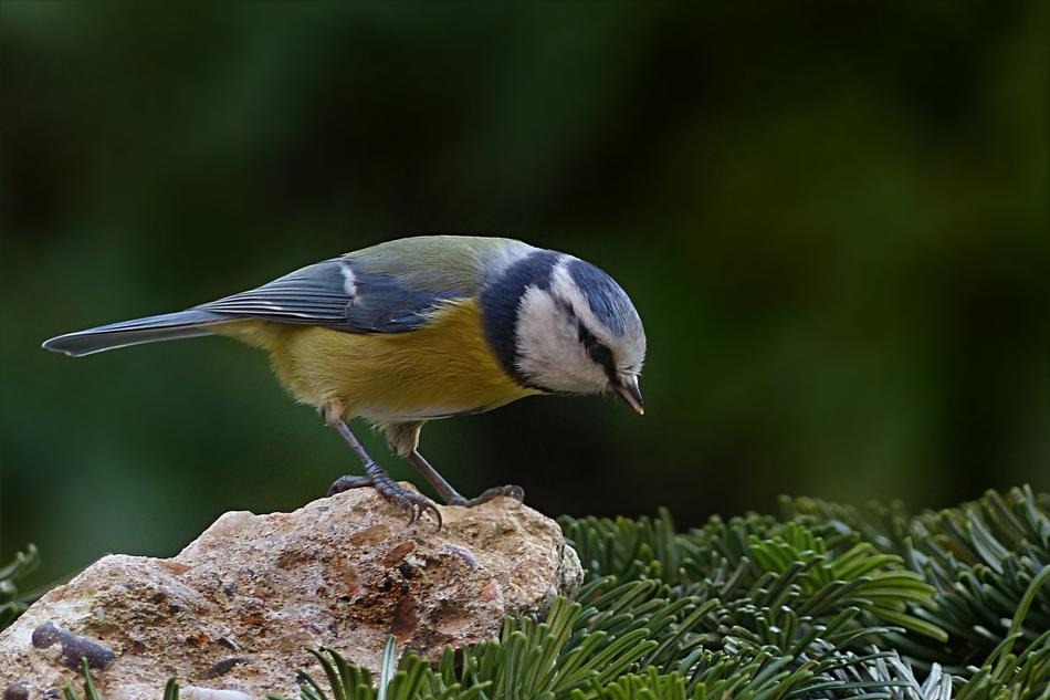 feeding blue tit in the garden
