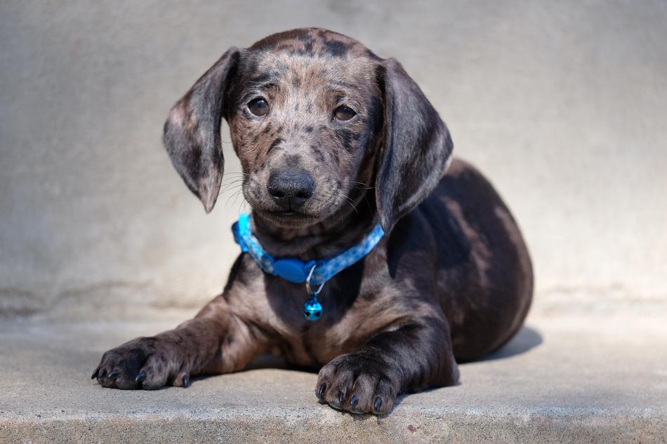 perfect Dachshund Dog
