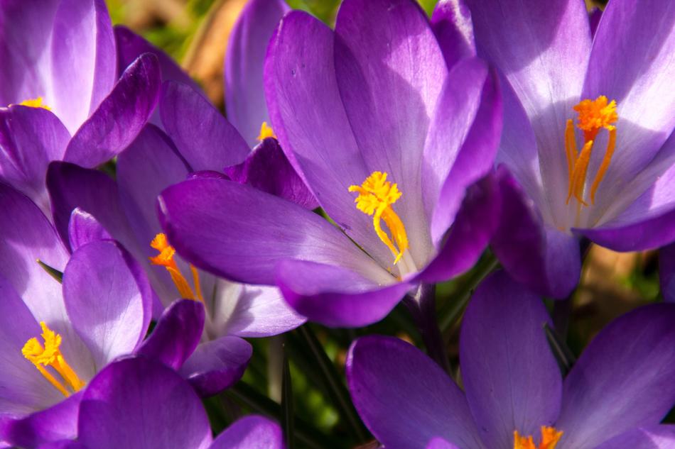 Crocus Spring Easter