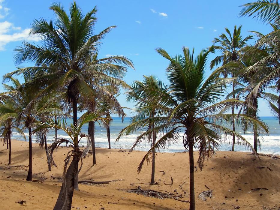 Brazilwood Costa-Do-Sauípe Shore