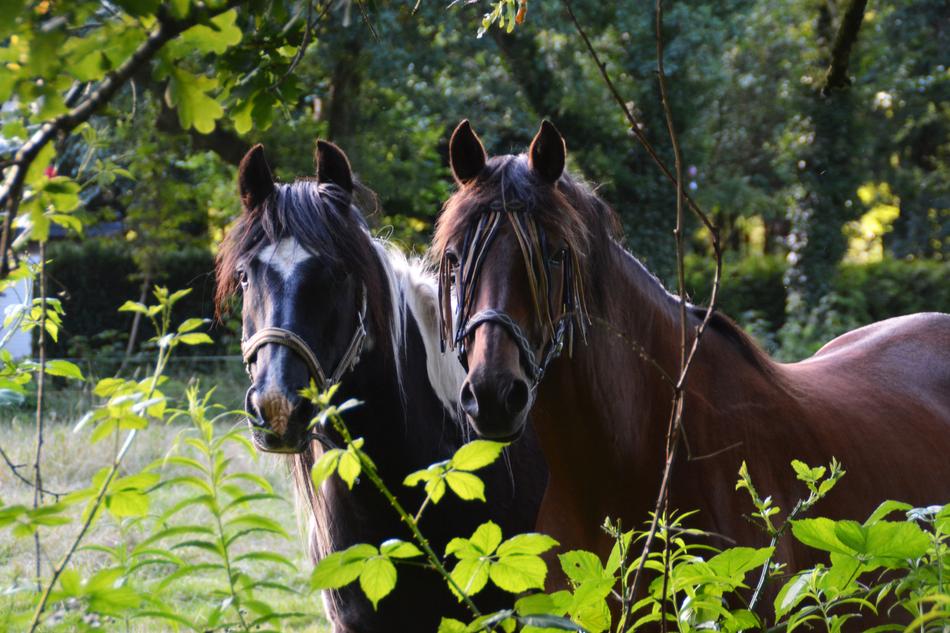 Friends Horse