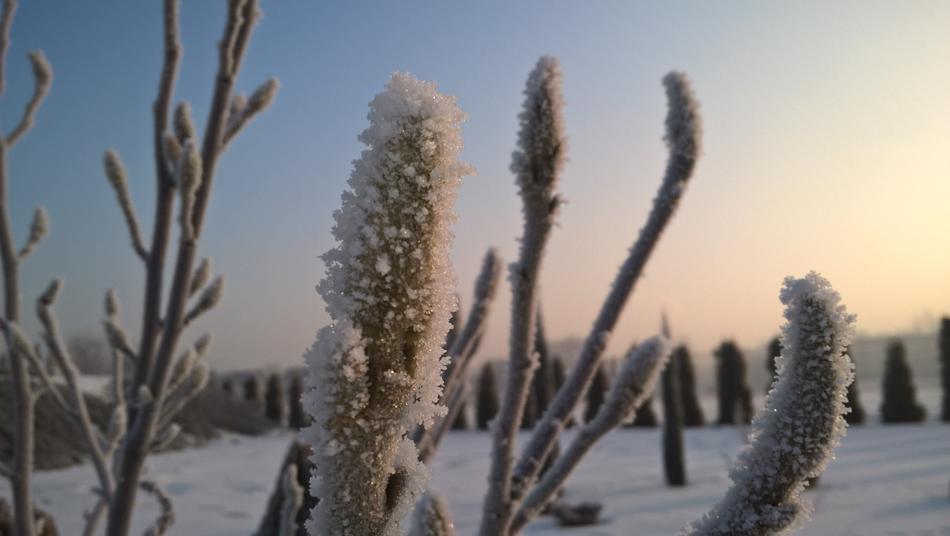 cacti in the snow in the desert