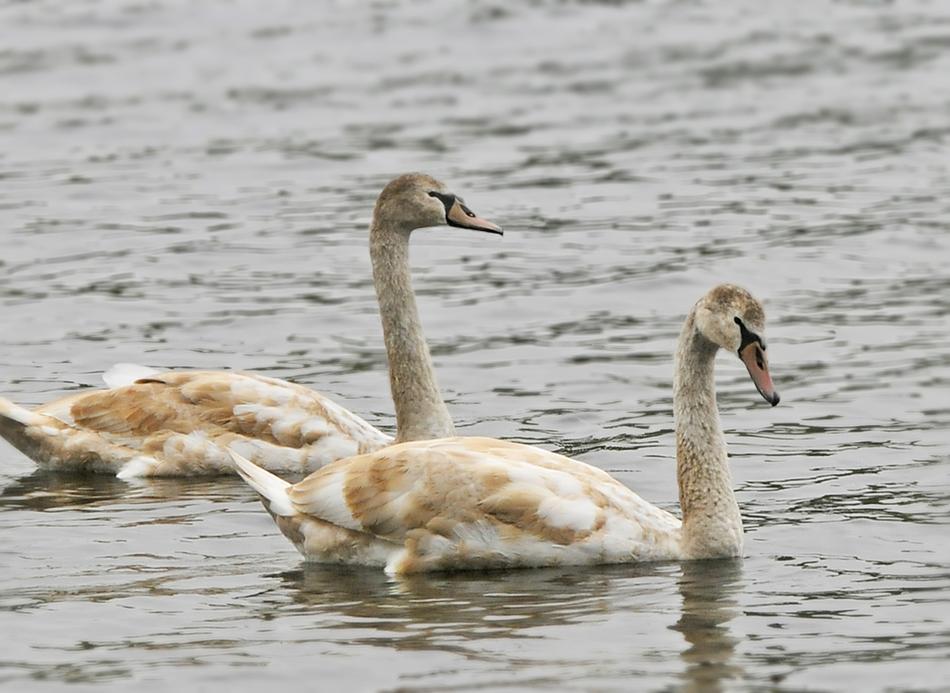 Geese Migration Migrate free image download