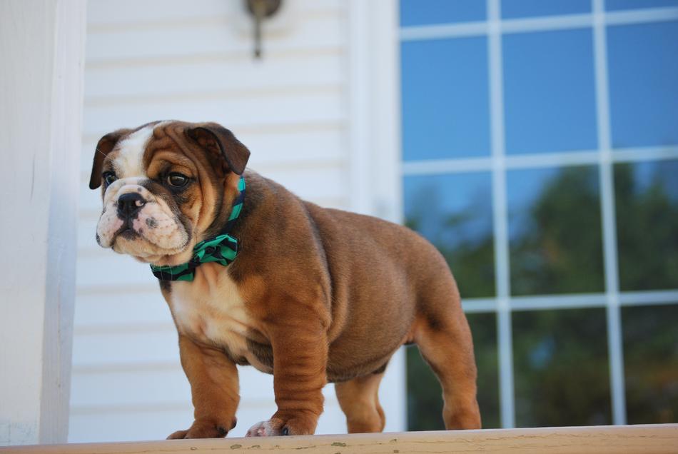 fabulous Bulldog Puppy