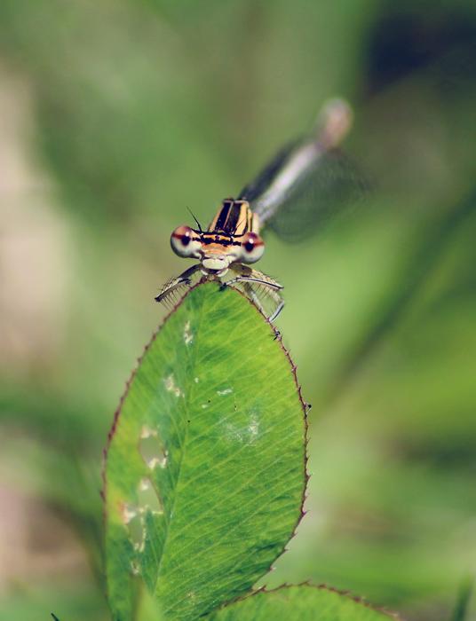 Dragonfly Insect Agrion