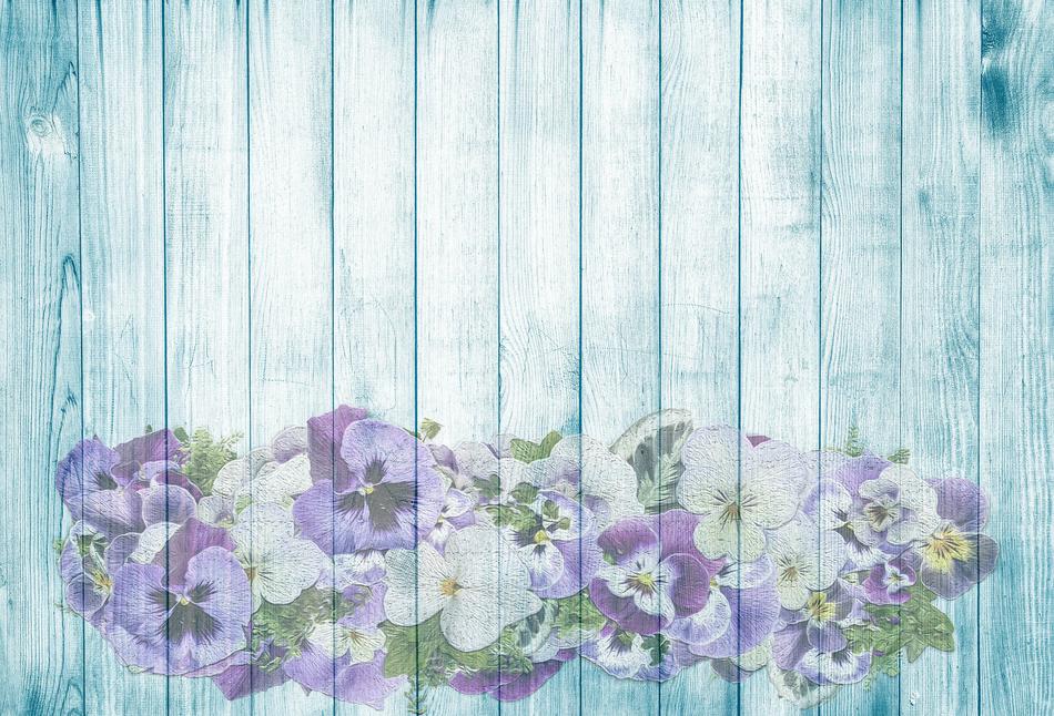 turquoise wooden background with pansies