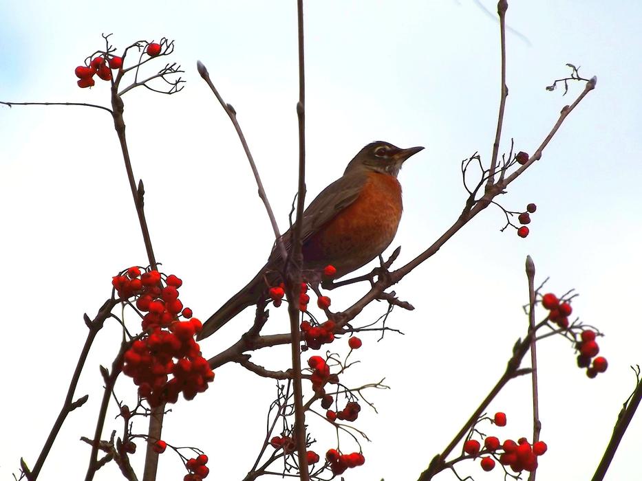 amazingly beautiful Drozd Bird