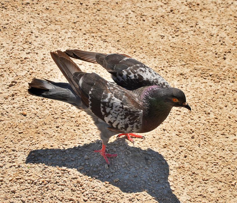 cute pigeon in the desert