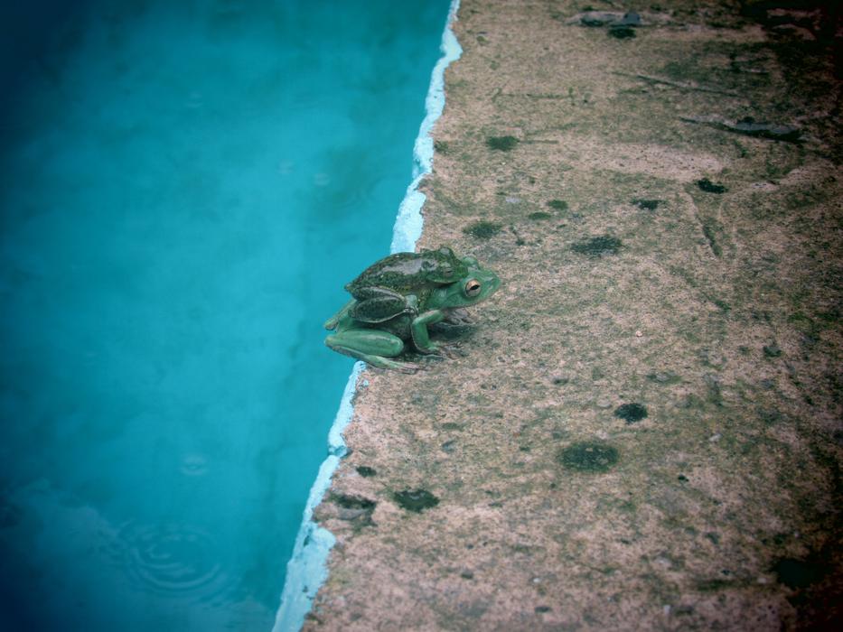 Frog Mother