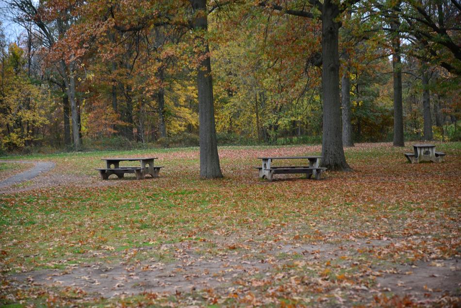 Park Trees