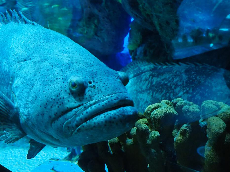 big fish in an aquarium