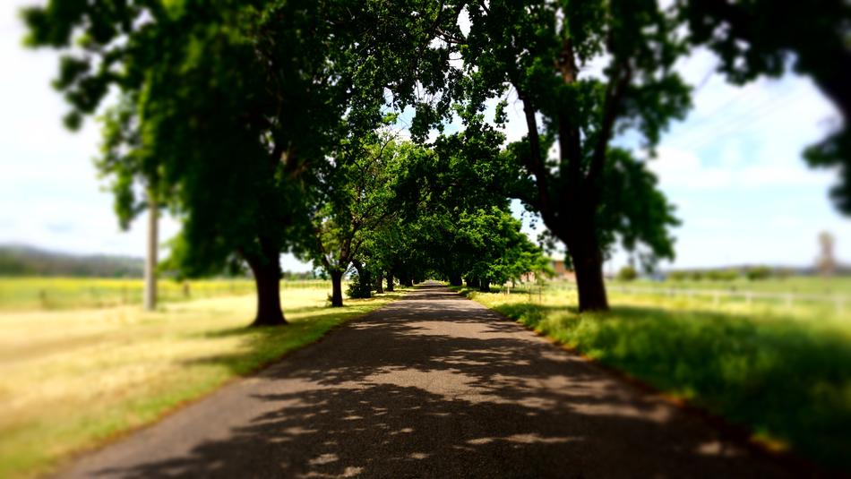 Country Road Trees