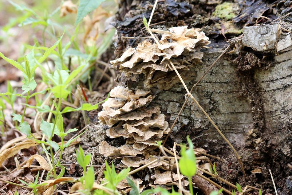 Mushrooms Pore Fungi Tinder Fungus