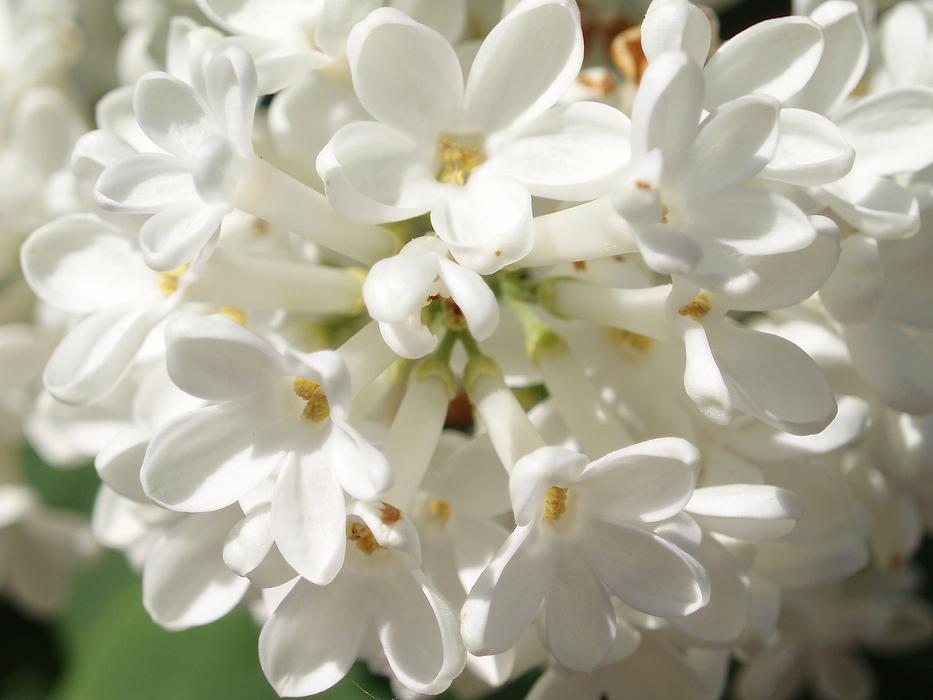 white lilies bouquet