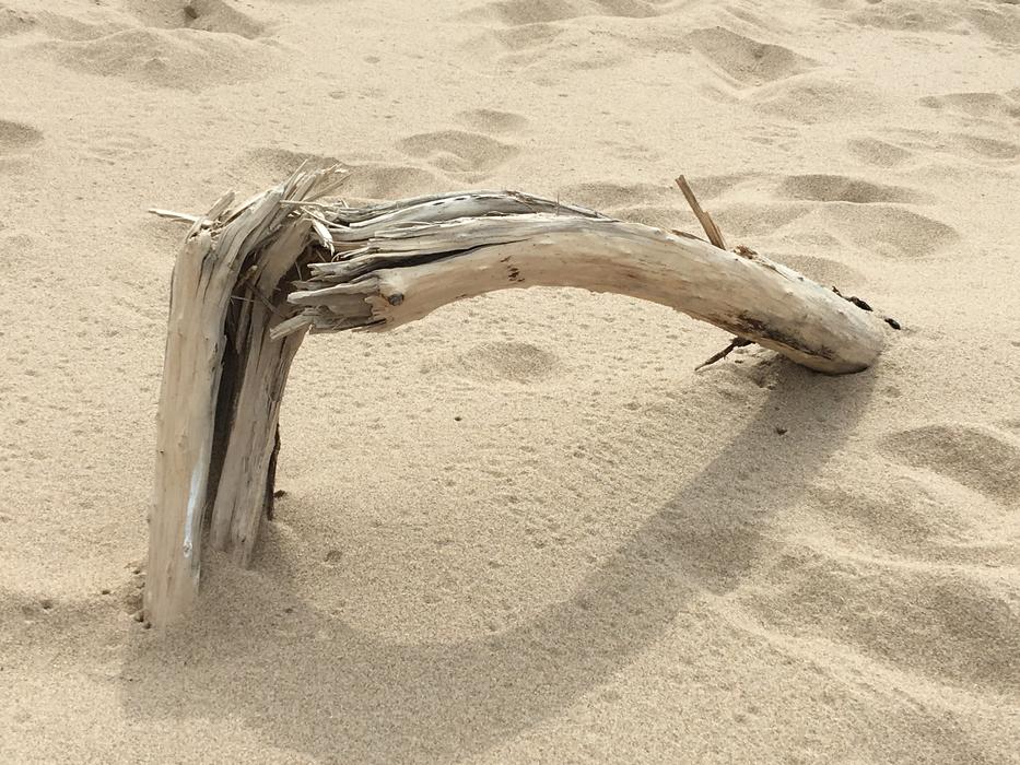 a broken branch on the beach