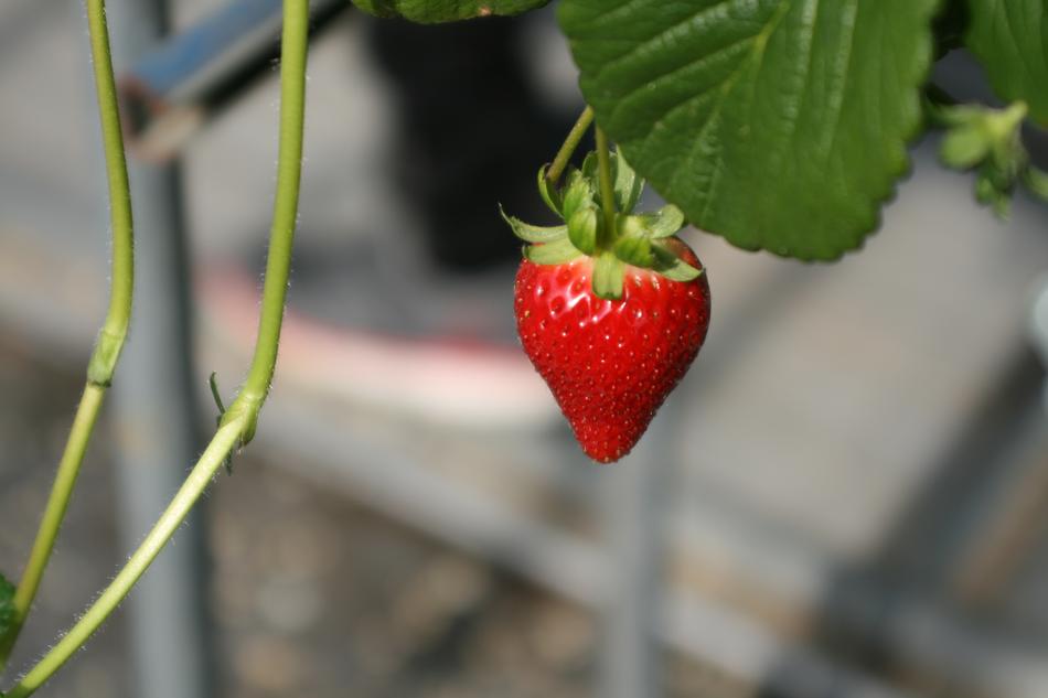 Strawberry Red