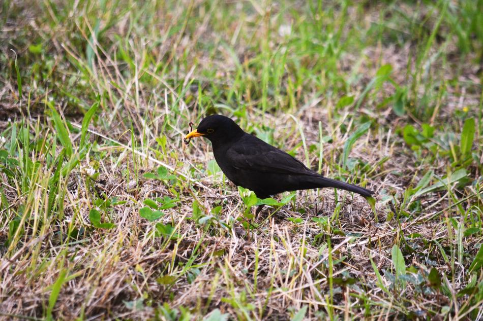 Bird Merle Fauna