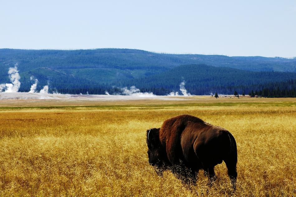 Buffalo Yellowstone