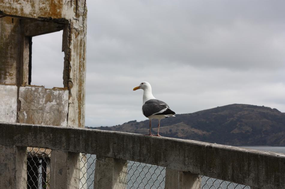 sea gull on a stone fence