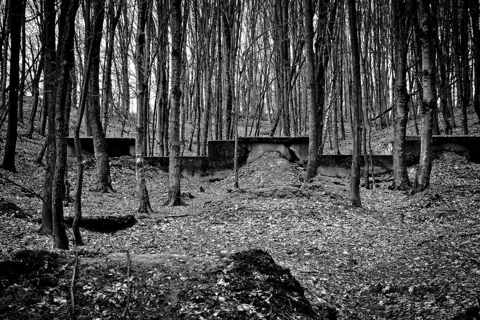 old forest black and white