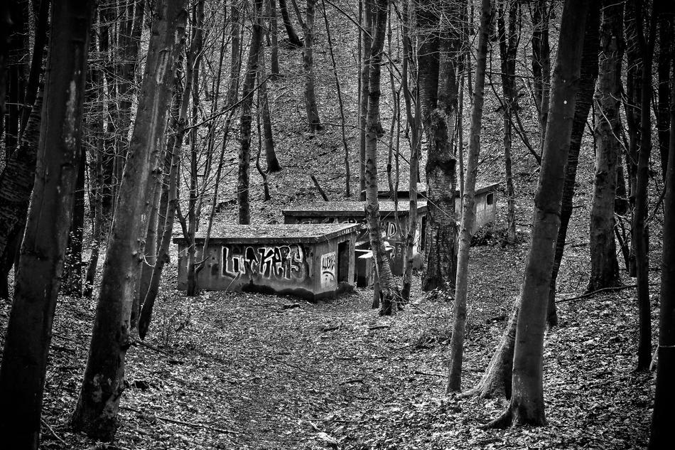 old forest black and white bench